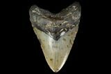 Huge, Fossil Megalodon Tooth - North Carolina #119400-1